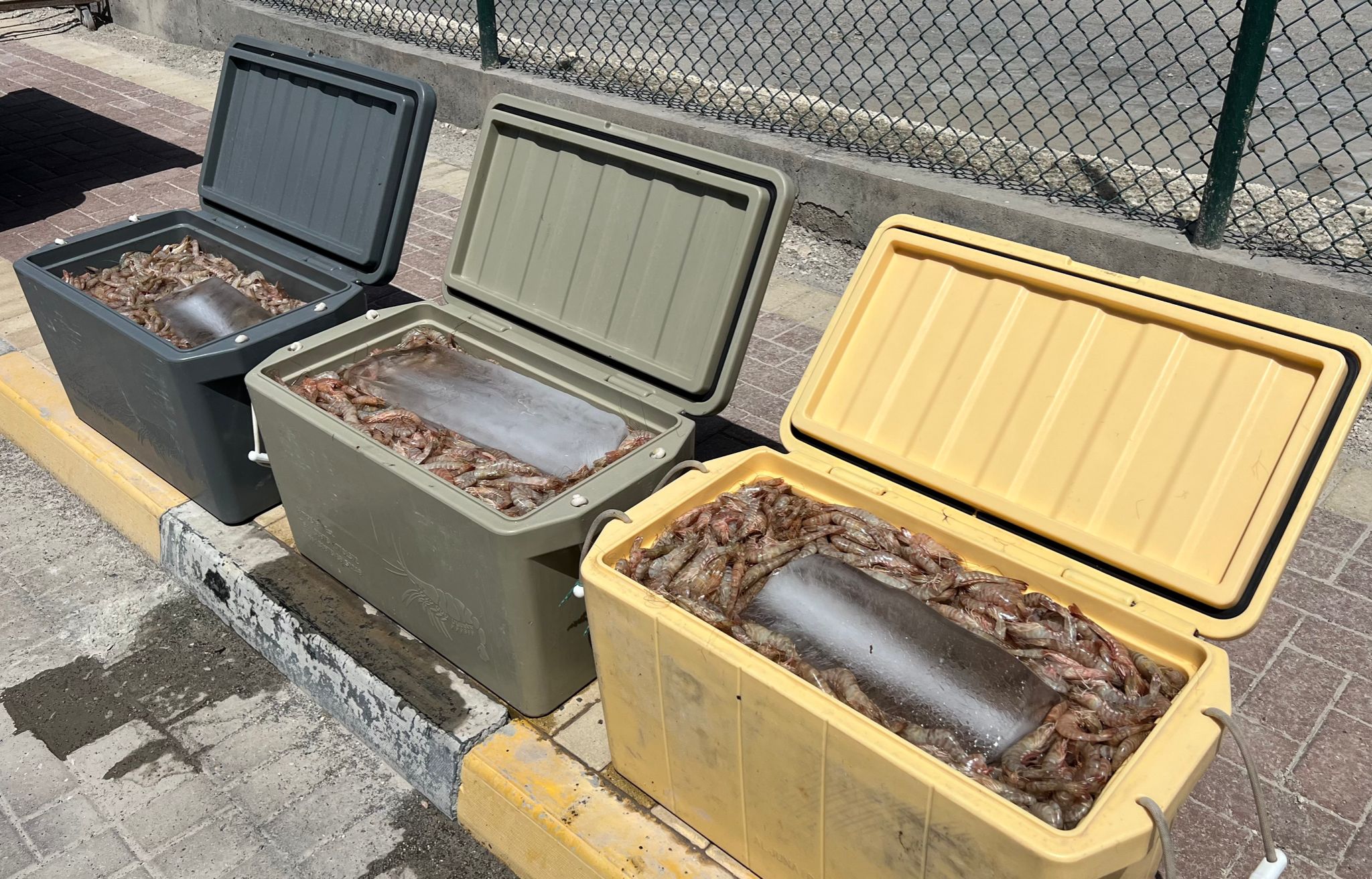 خفر السواحل : ضبط 101 كيلو من الروبيان المحظور صيده<