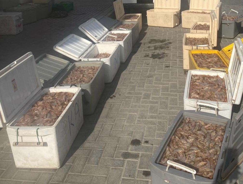 خفر السواحل: ضبط 485 كيلوغرام من الروبيان المحظور صيده<