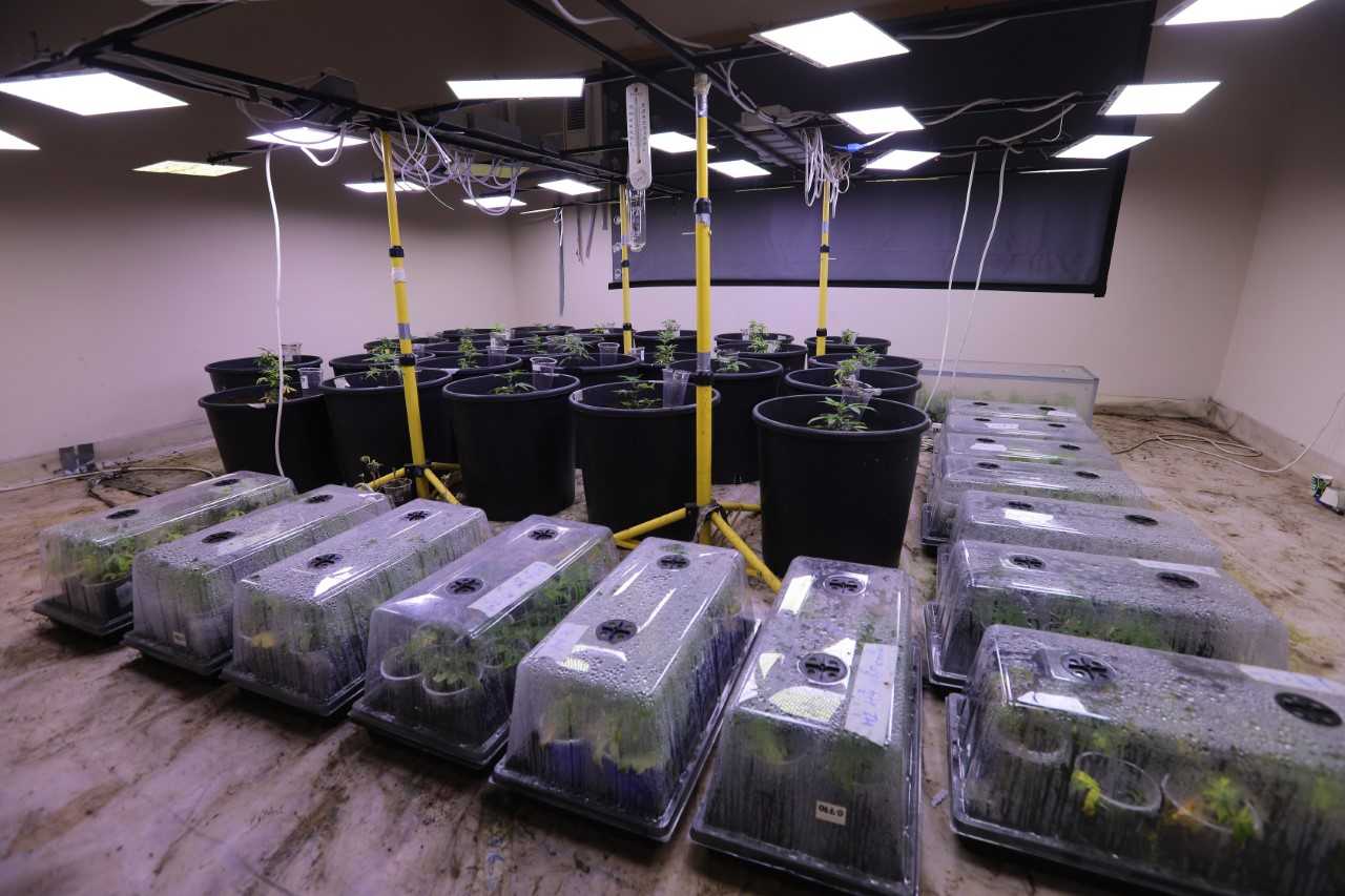  القيمة السوقية للمواد المخدرة المتعلقة بالقضية تتجاوز المليون دينار .... مكافحة المخدرات : القبض على شبكة من 5 أشخاص تقوم بترويج وزراعة المواد المخدرة داخل أحد المساكن<