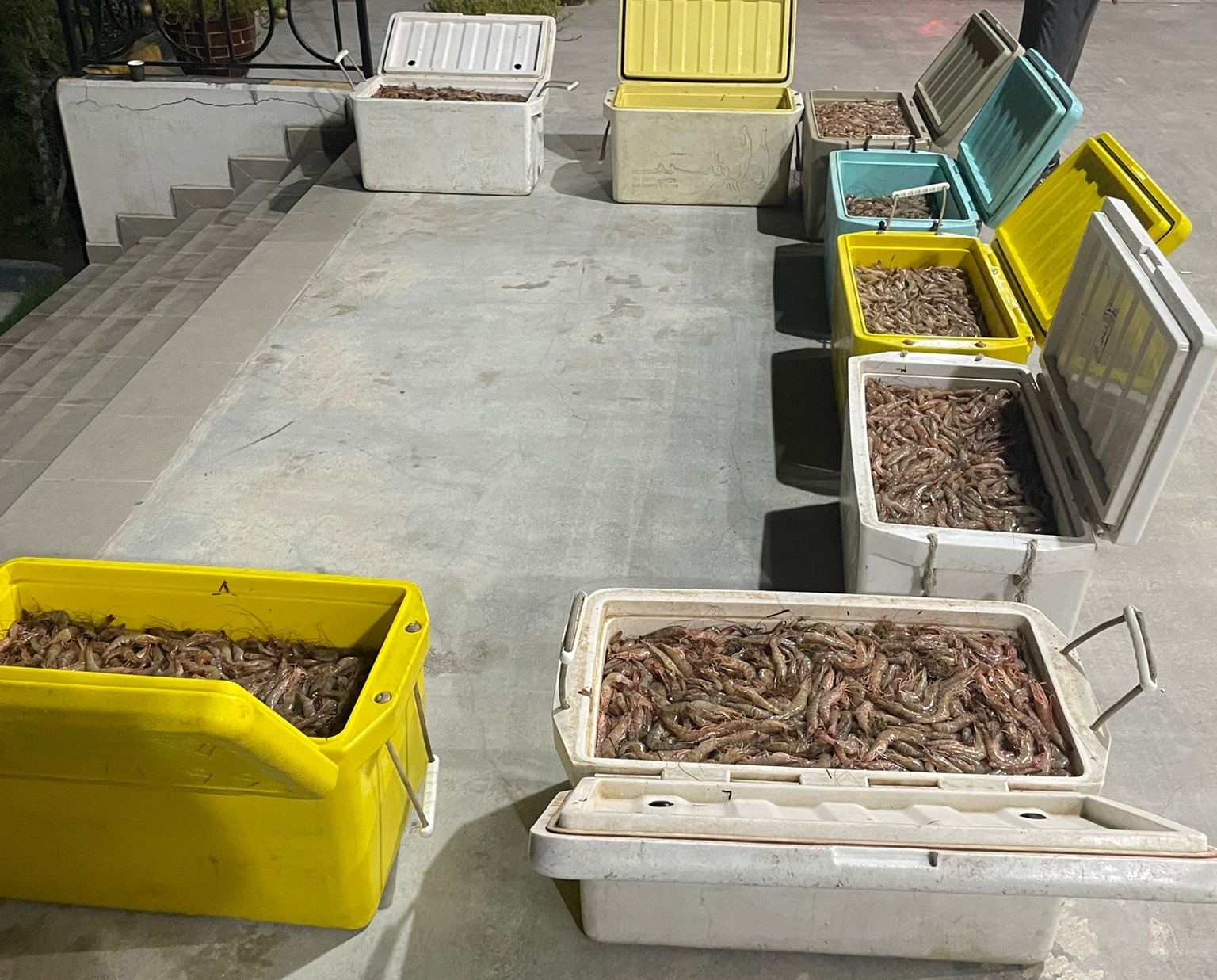 القبض على شخص بحوزته 288 كيلوجرام من الروبيان تم صيده بواسطة شباك الجر القاعية<