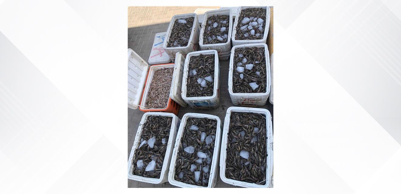 خفر السواحل: ضبط كميات من الروبيان وسمك الصافي تم صيدها بطرق مخالفة للقانون<